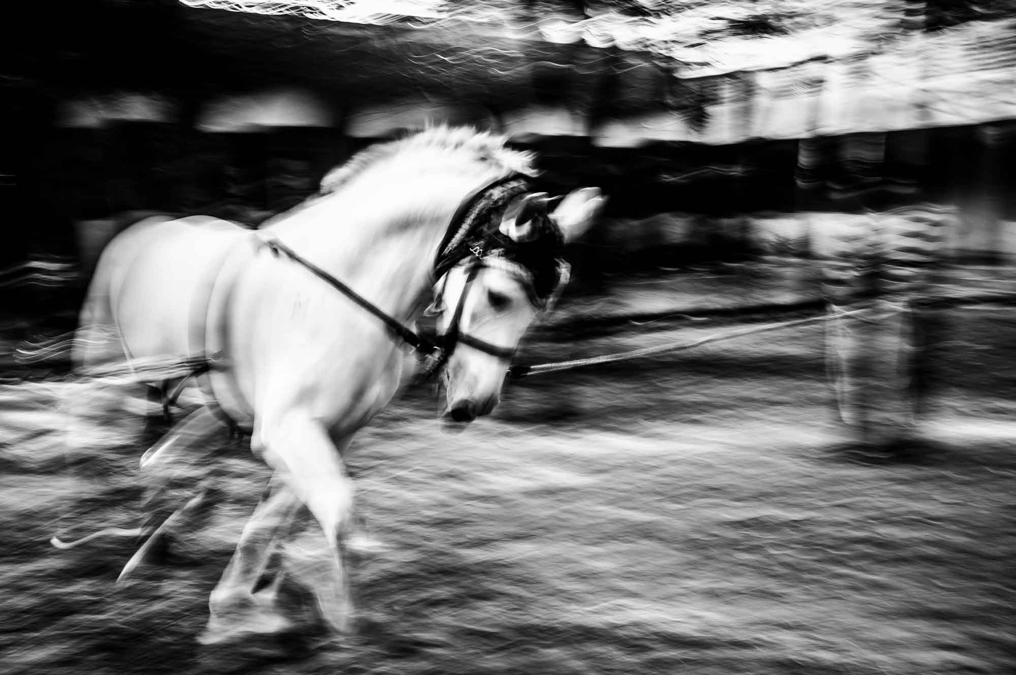 A white horse blurred in motion, led on a rope, from Horse / Men by Nad-E-Ali